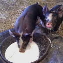 our Berkshire pigs drinking goat milk